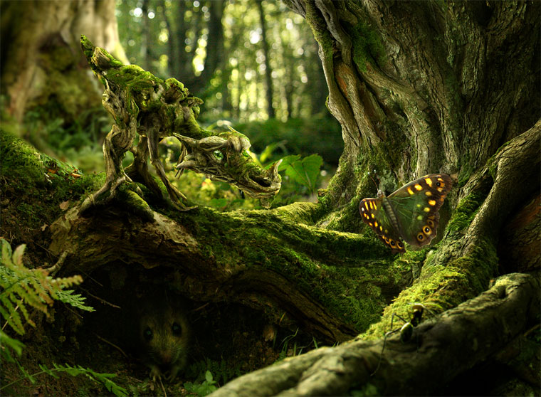 The Moss Dragon & The Butterfly