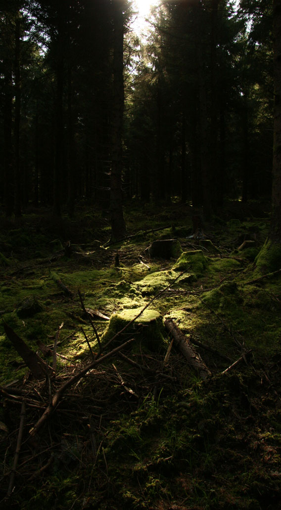 Treestump in Sunlight